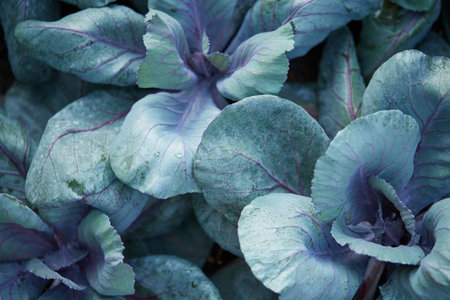Red cabbage in the garden, close-up. Nature background