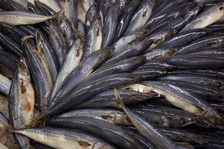Fresh Anchovies fish on ice in the market, Close-up backgroundの写真素材