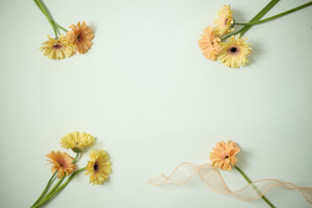 Gerbera flowers on white background. Flat lay, top view.の写真素材