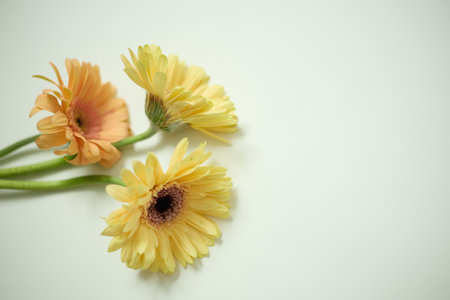 Gerbera flowers on white background with space for your textの写真素材