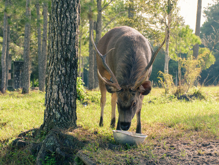 Deer feed on humans in the basin happilyの写真素材