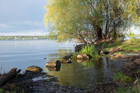 lake shore with stones and wood with large branchesの写真素材