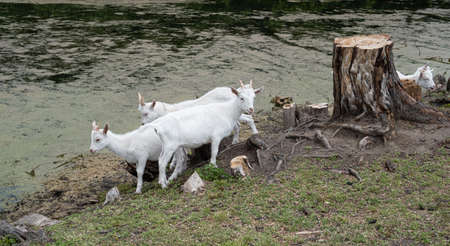 white goats walk near the stump on a lake in Tinaの写真素材