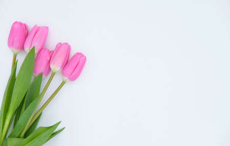 bouquet of pink tulips on a white backgroundの写真素材
