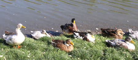 a lot of ducks on the lake eat breadの写真素材