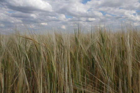 field with yellow wheat stalks y and white clouds on the blue skyの写真素材