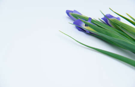 bouquet of purple irises on a white backgroundの写真素材