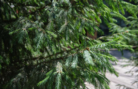 green spruce branches brightly lit by the sunの写真素材
