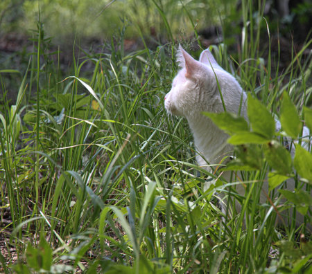 white cat with one eye on the walkの写真素材