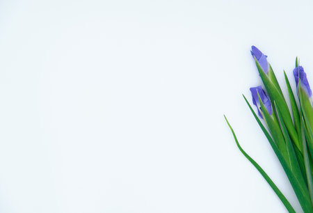 bouquet of purple irises on a white backgroundの写真素材