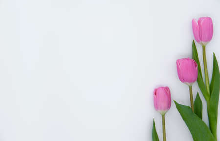 bouquet of tulips on a white backgroundの写真素材