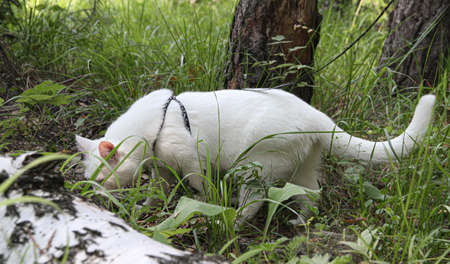 white cat with one eye on the walkの写真素材