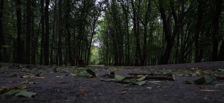 the road in the park is littered with fallenの写真素材
