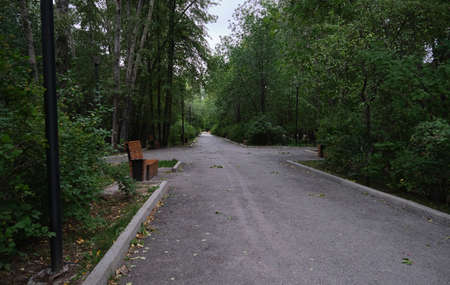 the road in the park is littered with fallenの写真素材