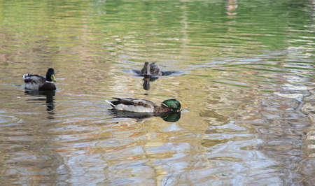 many ducks swim on a smooth lakeの写真素材
