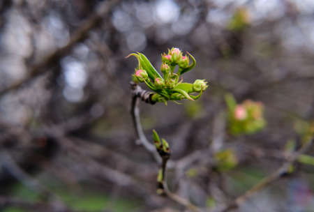 the beginning of spring the apple blossoms.の写真素材