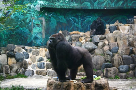 The Gorillaの写真素材