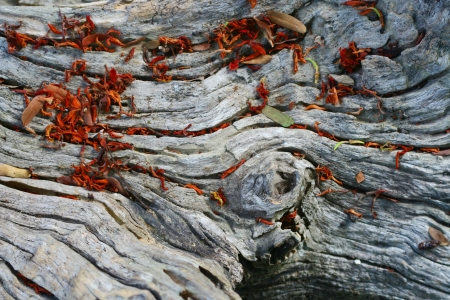 an old woodの写真素材