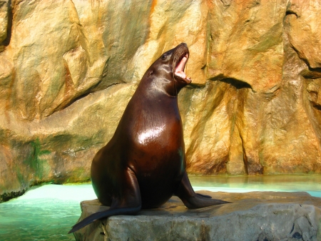 The Seal is roaringの写真素材