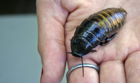 A large hissing cockroach sitting in a hand の写真素材