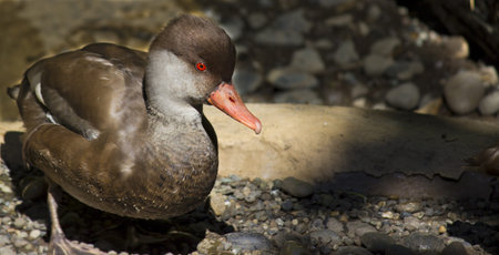 A  Red Crested Pochard Duck with a rock background の写真素材