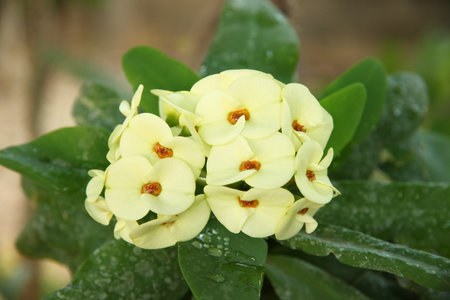 Euphorbia Milii yellow flowersの写真素材