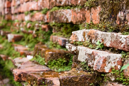 Moss on brick wallの写真素材