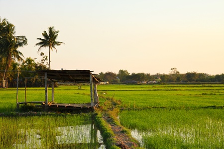 Cornfield and Cottageの写真素材