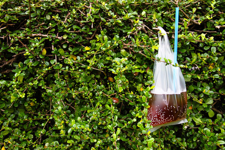 Sweet black water in transparent plastic bag.の写真素材