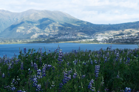purple flowers ona green field on a big mointain with some mountains in the background