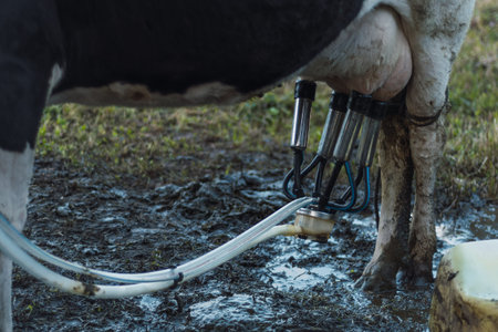 Men milking a cow with a milking machine on a green field