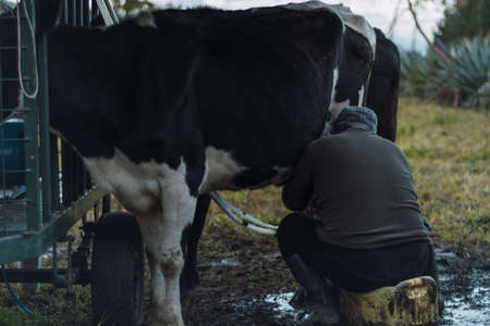 Men milking a cow with a milking machine on a green fieldの写真素材