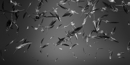 Background with feathers, black & white colorの写真素材
