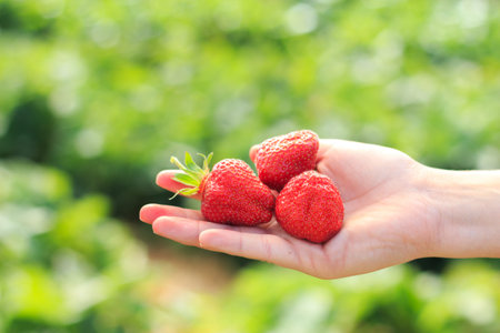 A hand holding three red strawberries with a green and soft backgroundの写真素材
