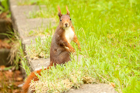 Brown squirrel starring in a cute way. can be used for forest, green parks, animal rodent and squirrel themesの写真素材