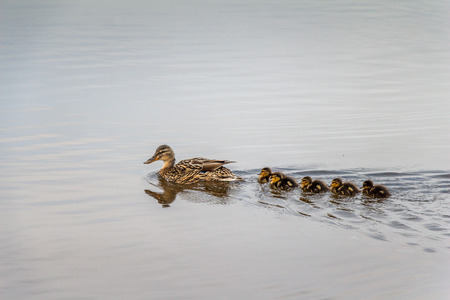 Ducklings following mother in water concept. Love, family and standing together themesの写真素材