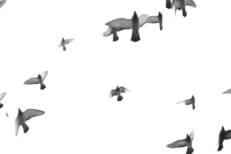 group of pigeon flying. can be used for city, urban, nature, animal, bird, travel themesの写真素材