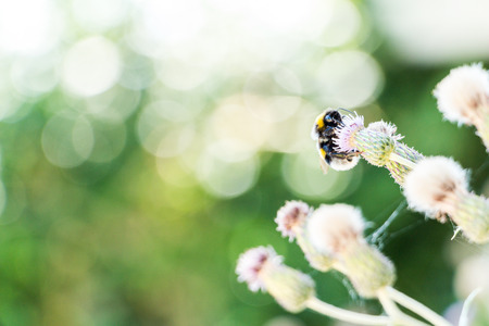 Brumblebee sitting on purple flower isolated on green background. can be used for summer, insect, bee, and nectar themesの写真素材
