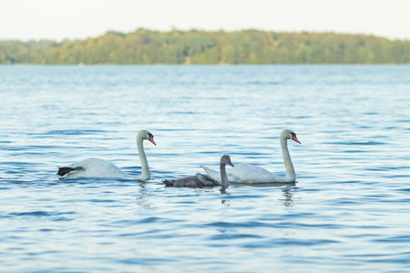 Swan family swimming in water. mother father and child swan.の写真素材
