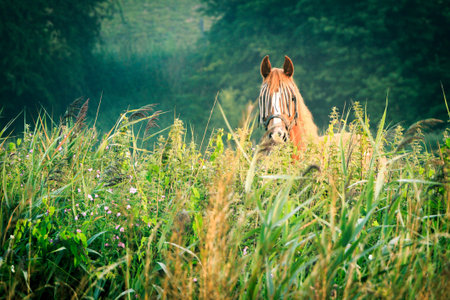 Brown horse looking western. standing behind a lot of green floraの写真素材