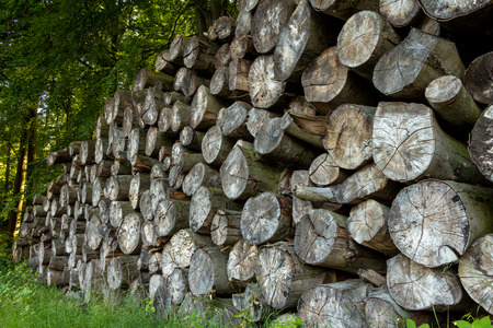 timbers stack. can be used for climate, sustainability, resources, nature, forest, rainforest themesの写真素材