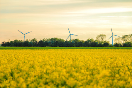 Windmills and rapeseed field. can be used for environment, windmills, energy, harvest, rape, industri and climate themesの写真素材