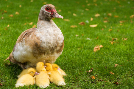 ducklings with mother. muscovy duck mother with her babies.の写真素材