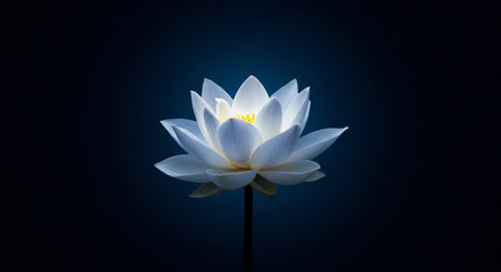 White lotus on dark blue background, soft focus, close upの素材
