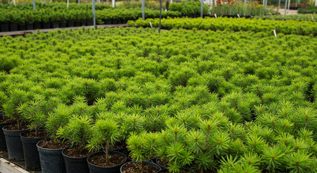 Pine tree seedlings in plastic pots in the nursery, stock photoの素材