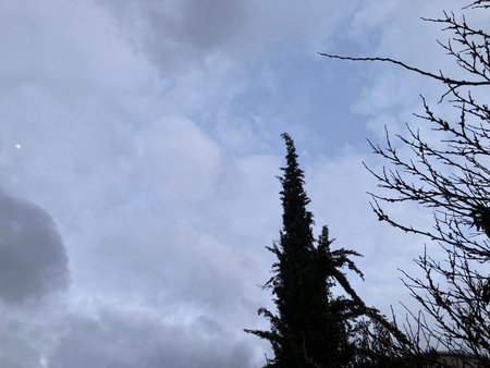 Tree reaching up into the dark clouds