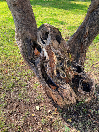 Tree split in two