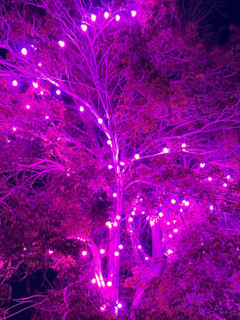 purple lights on the tree in the park at night, backgroundの写真素材