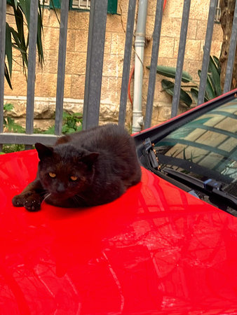Black cat lying on a red roof of a red car in the streetの写真素材