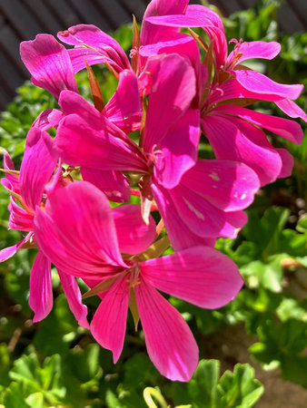Pink geranium flowers in the garden, close-up, vertical